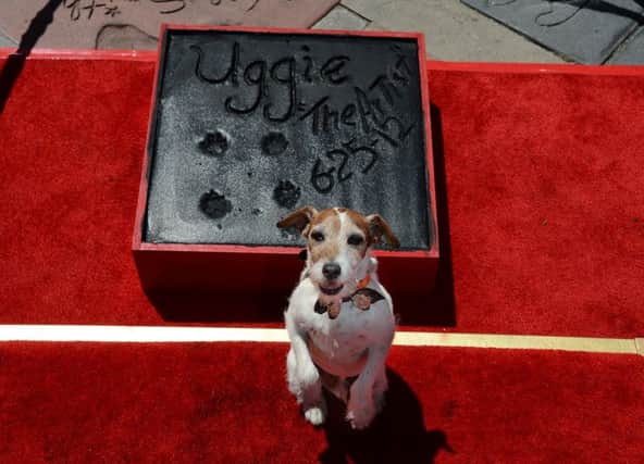 Uggie and his paw prints on the pavement in Hollywood. Picture: Getty Images