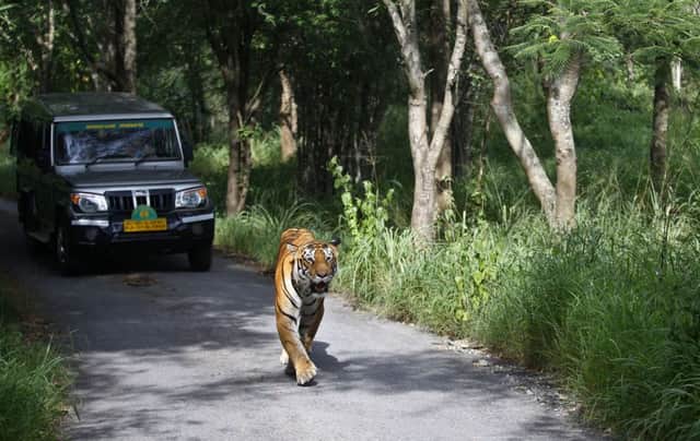 A tiger strolls along a track at the Bannerghatta National Park south of Bangalore, India. Picture: AP