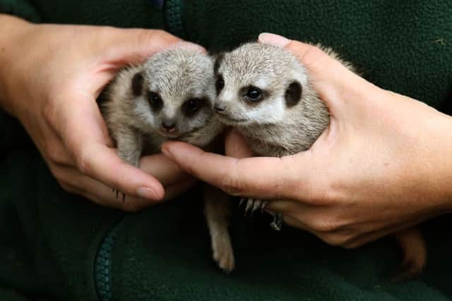 Four week-old meerkats Marty and Pellow after making their first appearance from their underground burrows at Blair Drummond Safari Park. Picture: PA