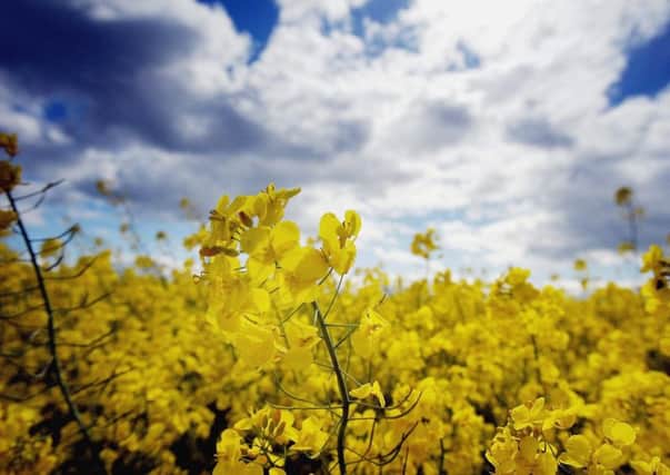 There's been a great backlash to the Scottish Government's decision to ban growing of genetically modified crops. Picture: Getty