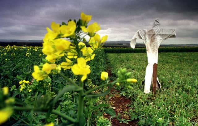 The Scottish Government has taken the decision to ban the growing of genetically modified crops. Picture: TSPL