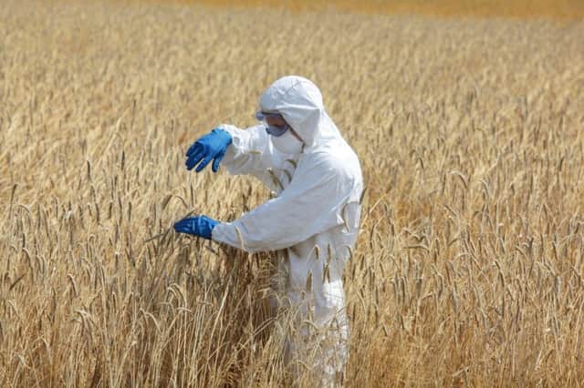 The Scottish Government has banned the use of GM crops in the country. Picture: Getty