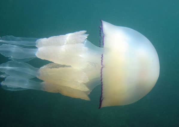 A barrel jellyfish which has been appearing in increasingly large numbers along with other species. Picture: PA