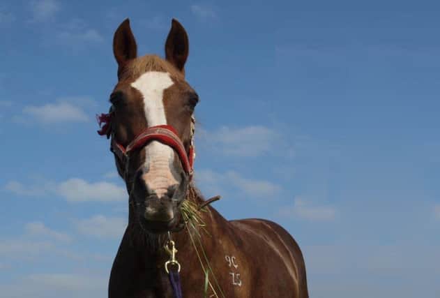 Blaze the horse, who sadly had to be put down. Picture: Zoe Wright / Facebook