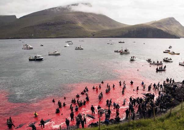 Wick has severed ties with Klaksvik because of the Faroese town's annual tradition of slaughtering whales. Picture: Deadline