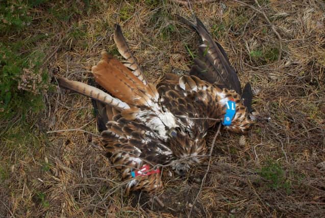 Red kite population is being curbed by illegal killings, says RSPB. Picture: RSPB