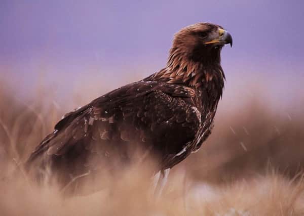 The golden eagle was found dead after what is though to be a territorial dispute with a rival. Picture: PA