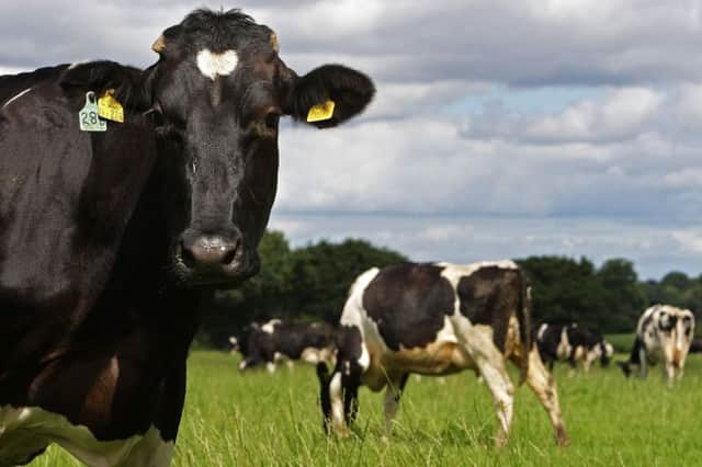 Arla cut prices it paid to its UK farmers for milk by 0.8p per litre. Picture: Getty