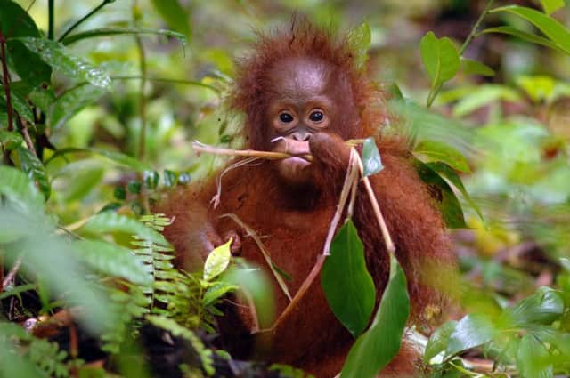 The orangutan is only found in parts of Borneo and parts of Sumatra. Picture: PA