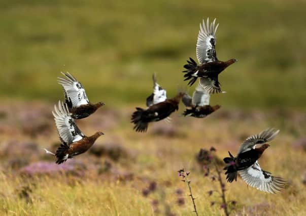 Landowners are, typically, active land, habitat and wildlife managers. Picture: Phil Wilkinson