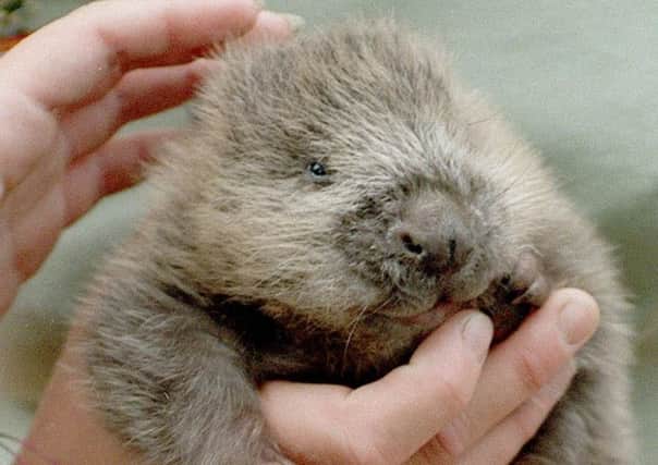 In 2009 four family groups of Eurasian beavers were introduced to Knapdale forest in Argyll. Picture: PA