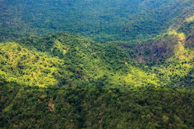 Tropical rainforests, home to almost half of the worlds trees, are particularly badly hit. Picture: Getty/iStockphoto