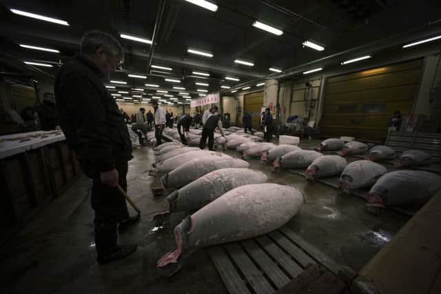 Highly prized bluefin tuna at a Tokyo market. Prices hit £4,600 a kilo in 2013 but have since fallen to £136 a kilo. Picture: AP