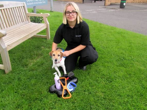 Rio and his belongings with Mica Sinforiani, who is helping care for the abandoned Jack Russell. Picture: Hemedia