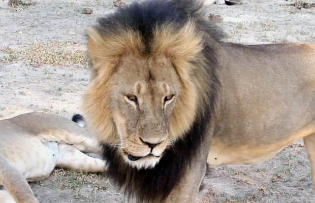 A file photo of Cecil in Hwange National Park, Zimbabwe. Picture: AP
