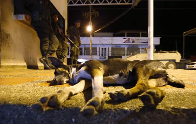 A dog sleeps as police officers stand guard at the border between Colombia and Venezuela in Paraguachon. Picture: AP