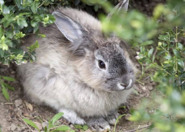 Rabbits in the Outer Hebrides face being culled. Picture: PA