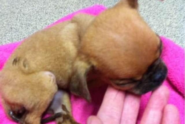 Minnie the Chihuahua pup is recovering after being dumped in a box at a cemetery car park. Picture: SSPCA