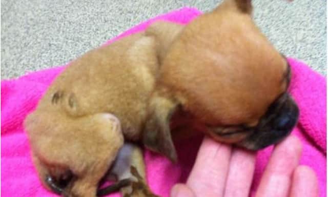 Minnie the Chihuahua pup is recovering after being dumped in a box at a cemetery car park. Picture: SSPCA