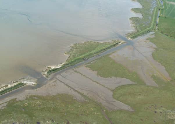 The marsh has attracted birds like the bar-tailed godwit, greater scaup and redshank. Picture: Stuart Benn