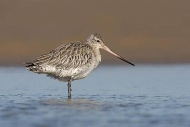 Bar-tailed Godwit. Picture: Steve Round