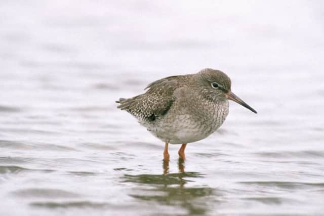 Redshank. Picture: Andy Hay