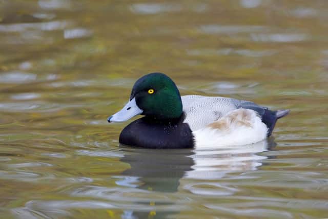 Greater scaup. Picture: David Kjaer
