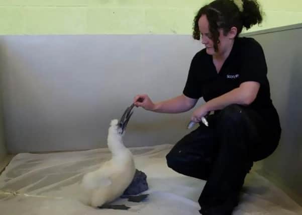 The wee gannet chick is being cared for by the SSPCA. Picture: Contributed/SSPCA