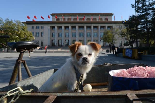 Dog ownership has boomed in the wake of the one-child policy. Picture: Getty