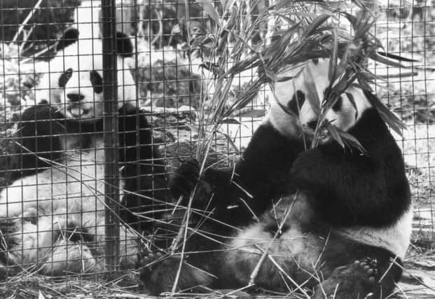 On this day in 1974 Chia-Chia and Ching-Ching, giant pandas, arrived at London Zoo  gifts from the Chinese government. Picture: Getty