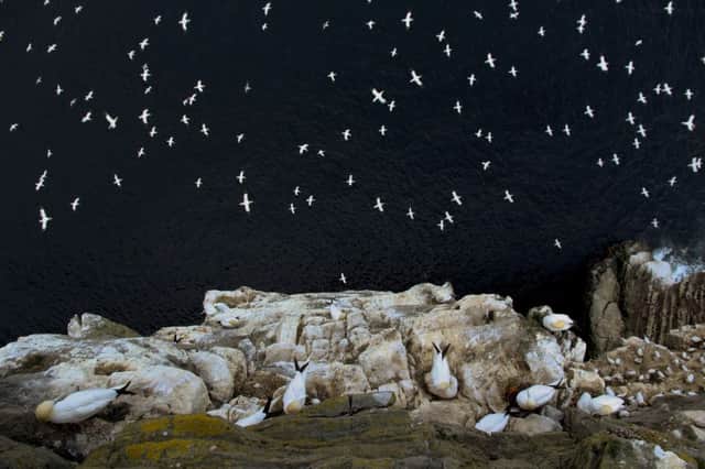 The stunning overall winner of the competition, an aerial shot of seabirds against an inky black sea. Picture: PA