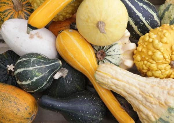 Squashes and marrows will likely feature at the UK National Giant Vegetable Championship. Picture: PA
