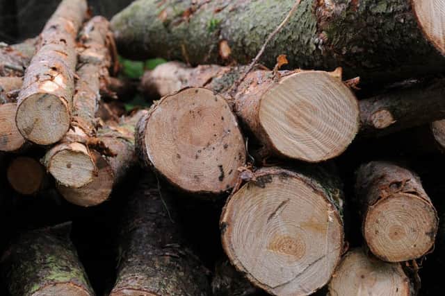 Borders timber business Oregon is looking to double its turnover to £30 million. Picture: TSPL