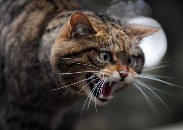 The virus is mainly spread when male cats fight. It was identified after post-mortem examinations. Picture: Ian Rutherford