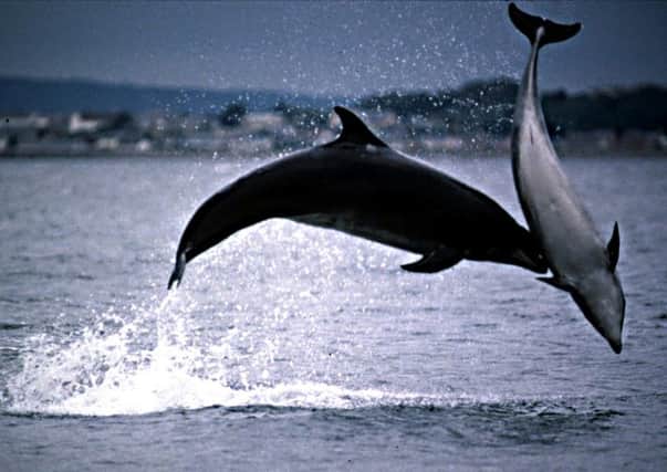 Bottlenose dolphins at the Moray Firth. Picture: Contributed