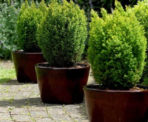 Conifers may not be glamorous, but they bring structure and texture to many gardens. Picture: PA