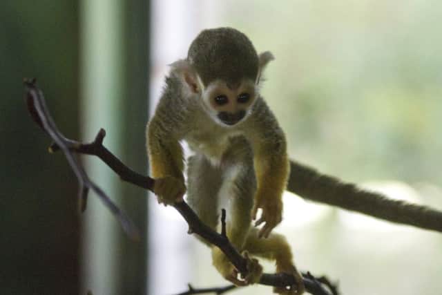 One of four baby squirrel monkeys born at Edinburgh Zoo in July and August. Picture: PA