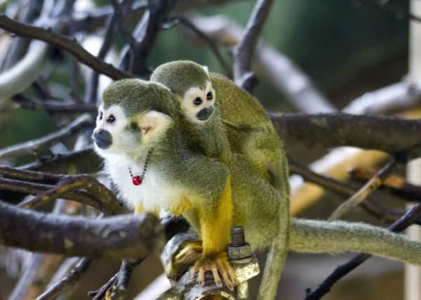 One of four baby squirrel monkeys, clinging to the back of an adult, born at Edinburgh Zoo in July and August. Picture: PA