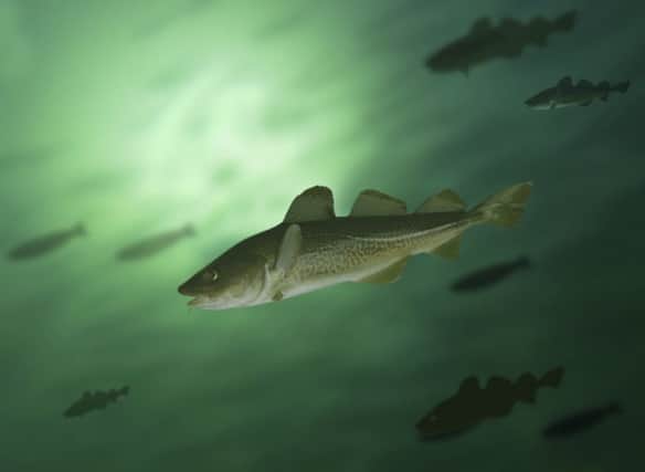 Conservation group warned more effort was needed to boost cod populations. Picture: Witold Krasowski