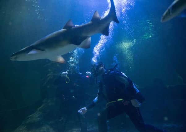 Shark diving at Deep Sea World, Fife. Picture: Andrew O'Brien