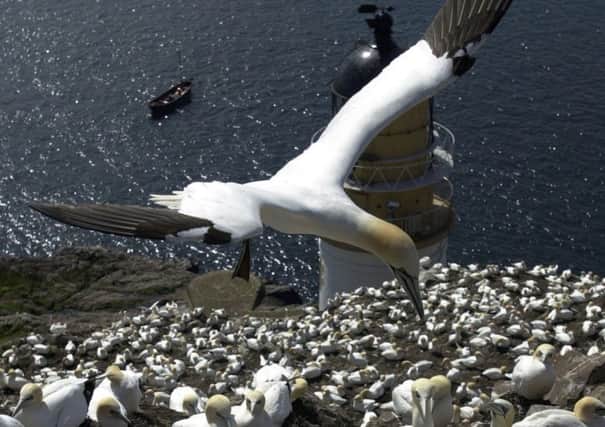 There is a 70,000strong colony of gannets on  Bass Rock in the Firth of Forth. Picture: TSPL