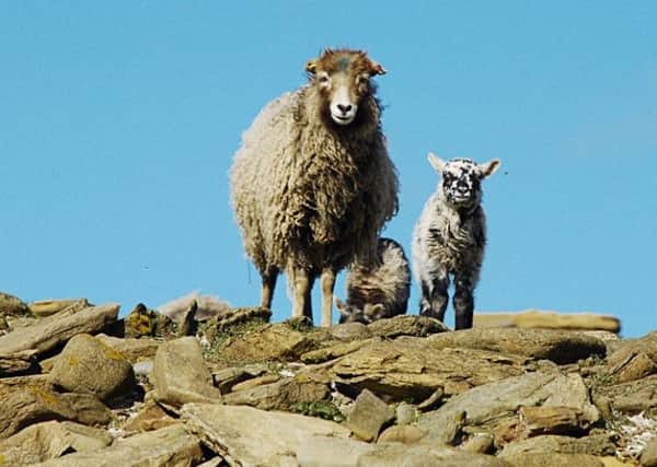 North Ronaldsay sheep