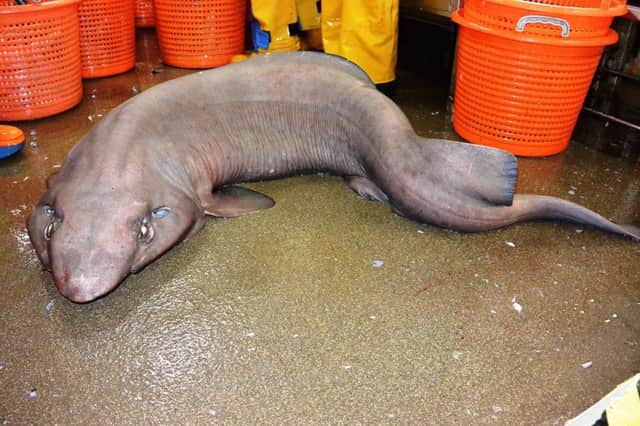 A false catshark found in Scottish waters off the coast of the remote island of St Kilda for the first time. Picture: HeMedia