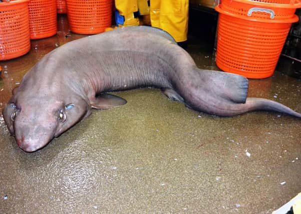 AN extremely rare shark with a name as strange as its looks has been caught off the west coast of Scotland.

The sofa shark, over two metres long, was caught by marine biologists during a deep sea survey off the Isle of Barra.