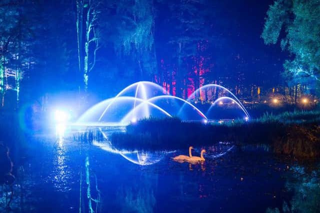 The Enchanted Forest is set to draw more than 55,000. Picture: Angus Forbes