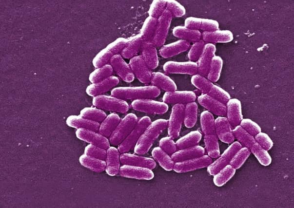The E.coli bug. Pic: PA