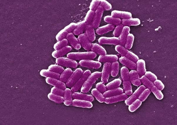The E.coli bug. Pic: PA