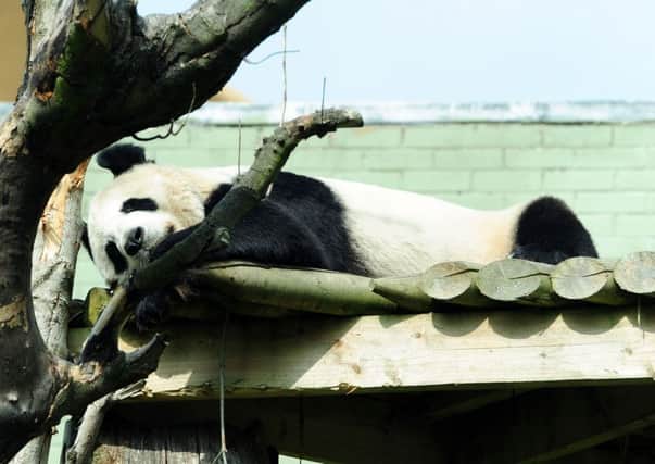 Panda Tian Tian may be cloned in the future  Picture: Ian Rutherford