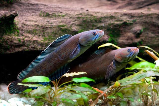 A vibrant blue 'walking' snakehead fish. Picture: PA