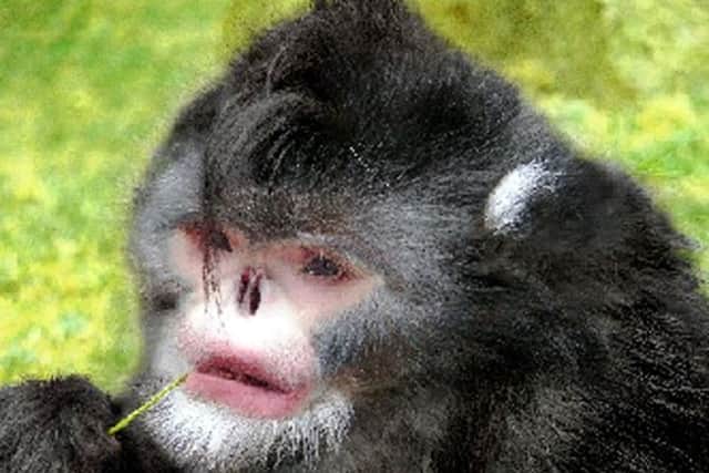 A 'sneezing' monkey. Picture: PA